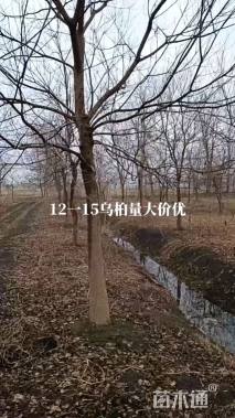 15公分乌桕