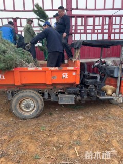 高度150厘米黑松