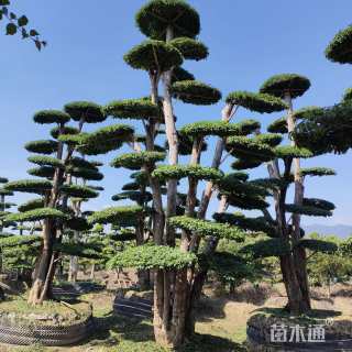 高度600厘米小叶女贞