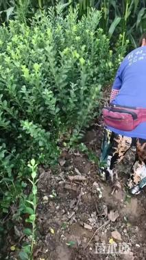 高度70厘米卫矛