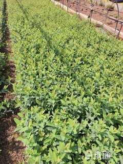 高度30厘米金丝桃