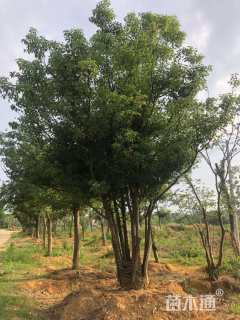 50公分丛生香樟