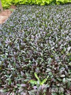 高度10厘米筋骨草