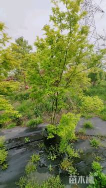 5公分袖锦黄金枫