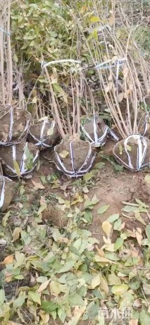 高度80厘米丛生蜡梅