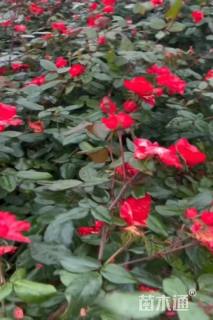 高度30厘米丰花月季