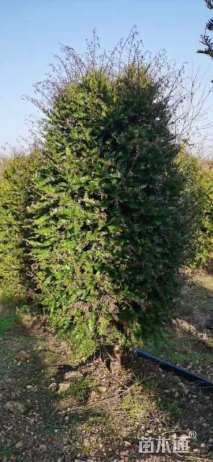 高度250厘米红豆杉球