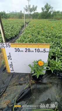 高度10厘米百日草