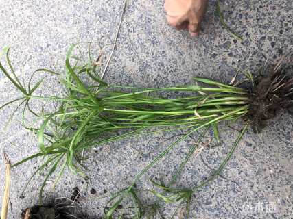 高度1厘米旱伞草