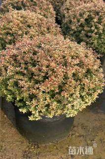 3公分造型小丑火棘