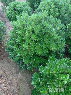 冠幅80厘米海桐球