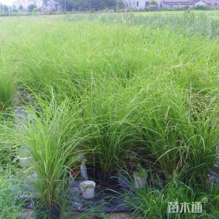 高度40厘米晨光芒