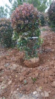 冠幅180厘米红叶石楠球