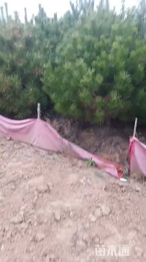 高度20厘米油松