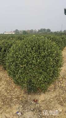 冠幅150厘米卫矛球