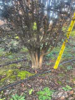 高度400厘米丛生紫叶李