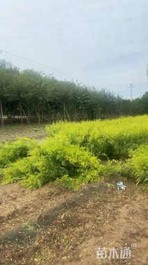 高度50厘米金叶榆小苗