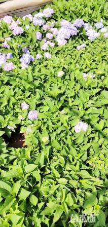 高度20厘米无尽夏绣球