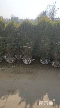 冠幅120厘米金叶女贞球