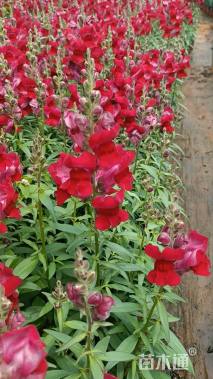 高度35厘米金鱼草