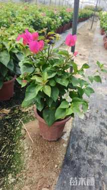 高度40厘米三角梅