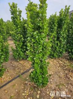 高度170厘米北海道黄杨