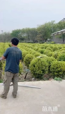 冠幅80厘米金边黄杨球