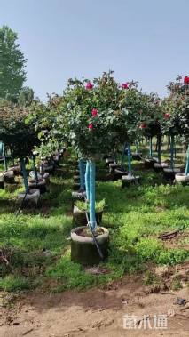 高度1.5厘米月季