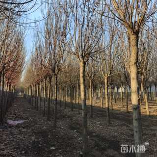 14公分秋紫白蜡