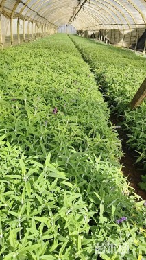 高度25厘米墨西哥鼠尾草