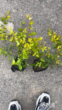 高度25厘米大花六道木