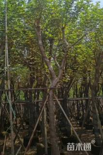 12公分粉花风铃木