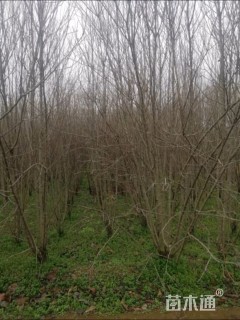 高度350厘米木槿