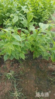 高度30厘米花叶连翘