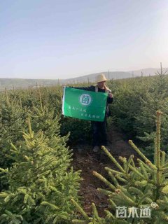 高度200厘米云杉