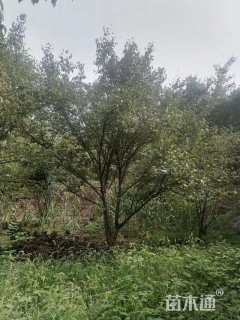 高度400厘米山茱萸