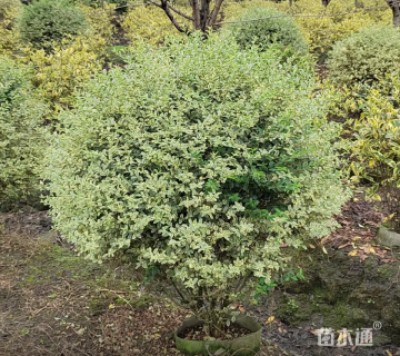 高度40厘米金姬小蜡