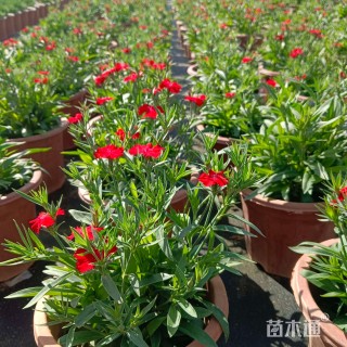 高度25厘米石竹