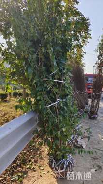 高度250厘米丛生蜡梅