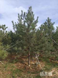 高度350厘米油松