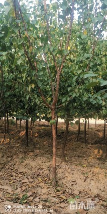 3公分杏树