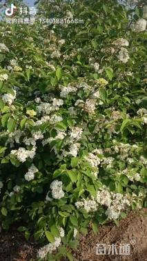 高度200厘米木绣球