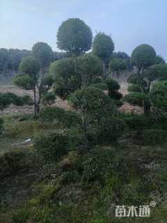 高度2000厘米小叶女贞