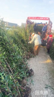 高度190厘米青珊瑚