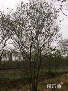 30公分丛生朴树