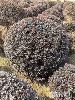 冠幅150厘米红花继木球