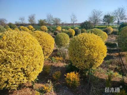 高度140厘米金姬小蜡球