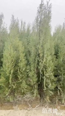 高度160厘米侧柏