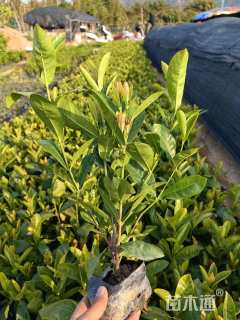 高度30厘米龙船花