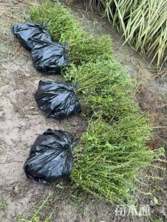 高度40厘米千屈菜